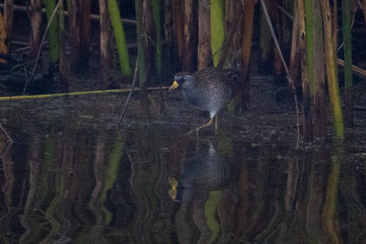 Sora uroilanda - ML641536850