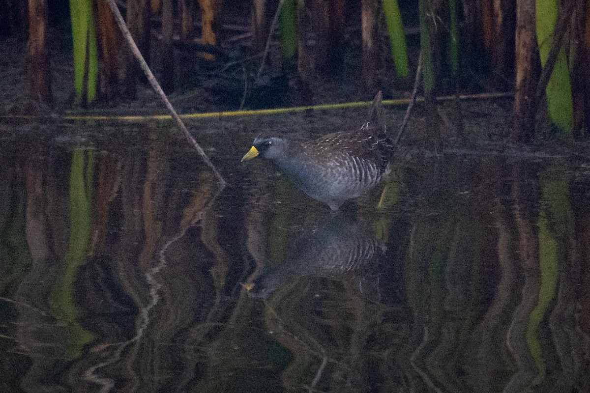 Sora uroilanda - ML641536851