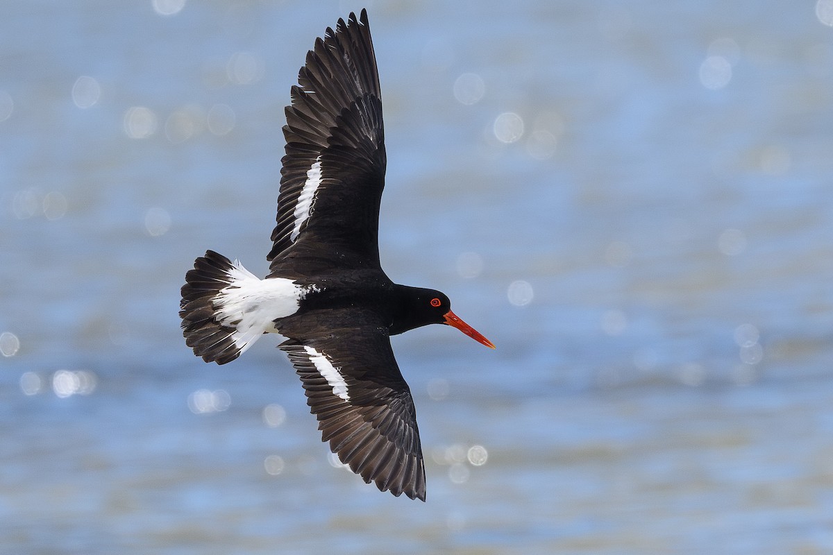 Pied Oystercatcher - ML641536864