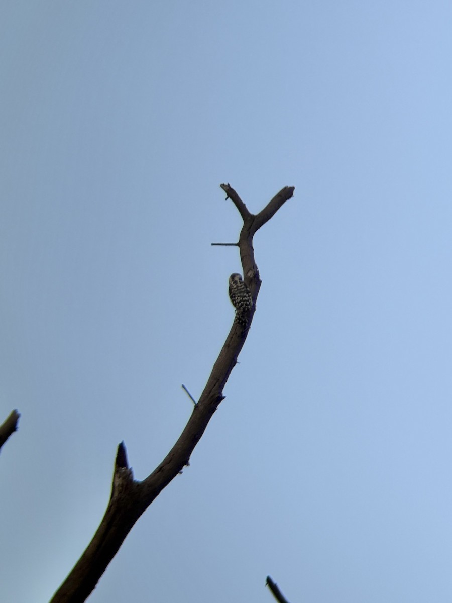 Brown-capped Pygmy Woodpecker - ML641536867