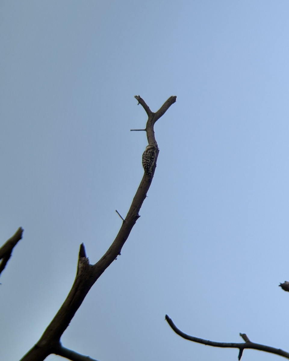 Brown-capped Pygmy Woodpecker - ML641536868