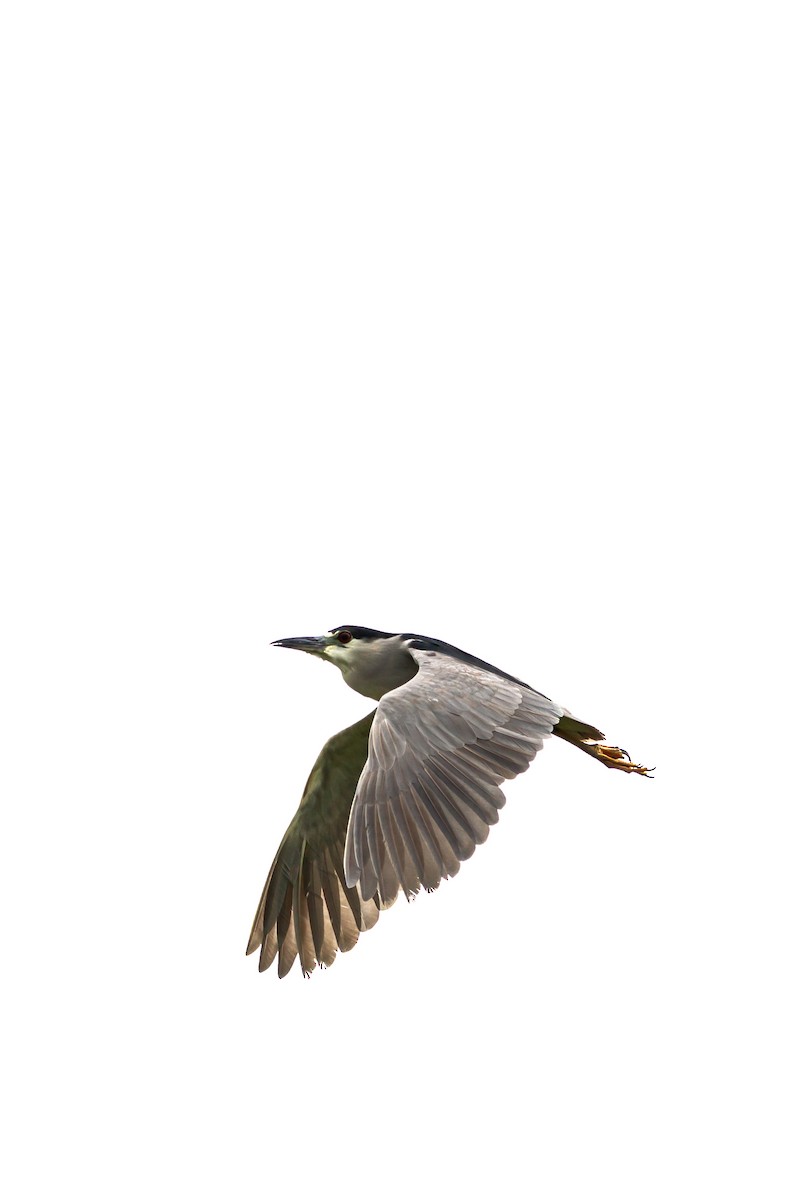 Black-crowned Night Heron - ML641536872