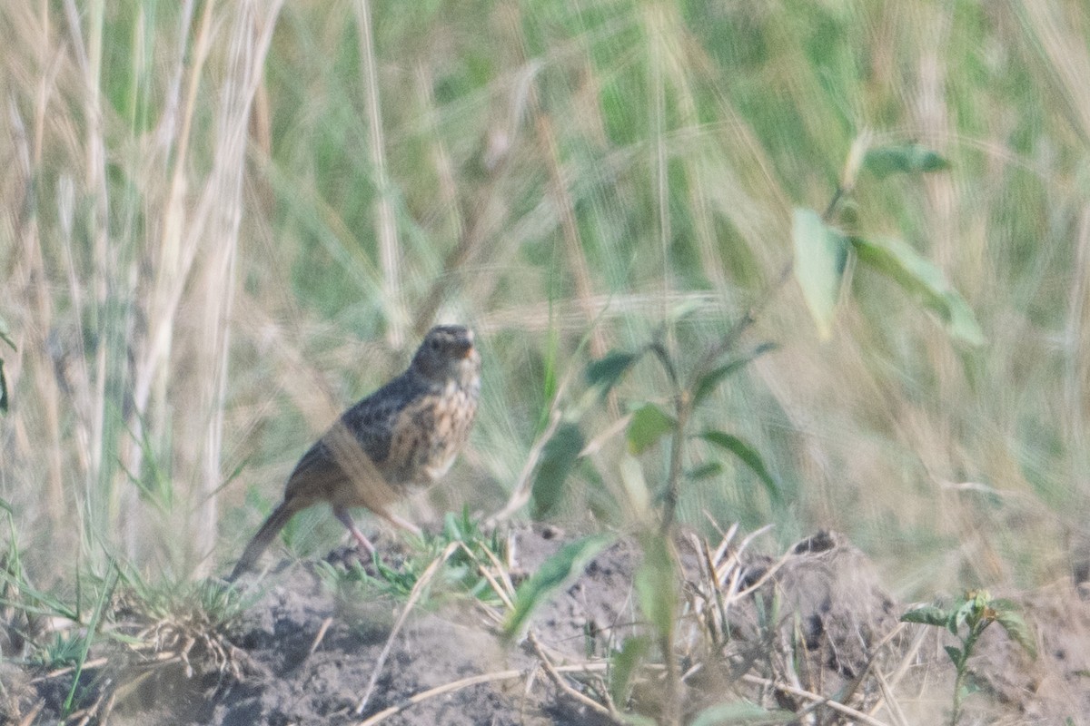 Flappet Lark - ML641536873