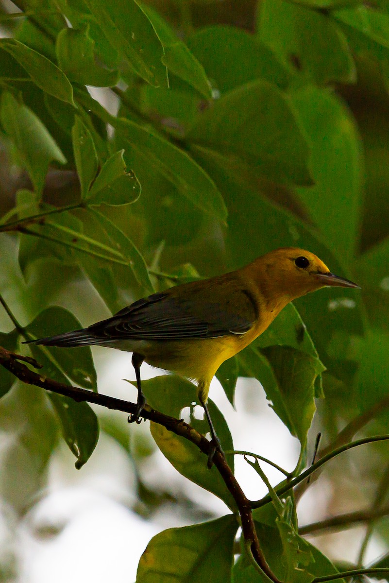 Prothonotary Warbler - ML641536877