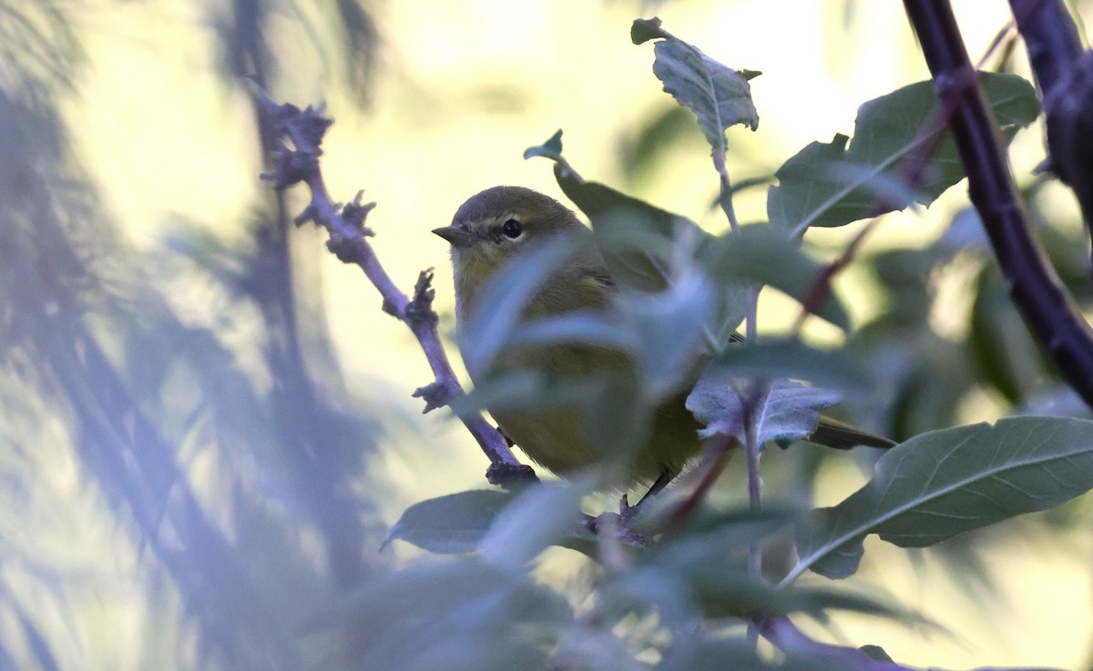 Orange-crowned Warbler - ML641536898