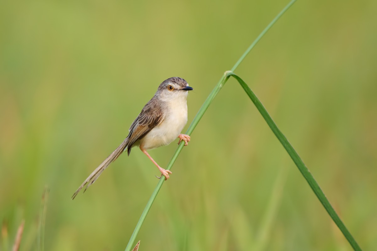 Plain Prinia - ML641536913