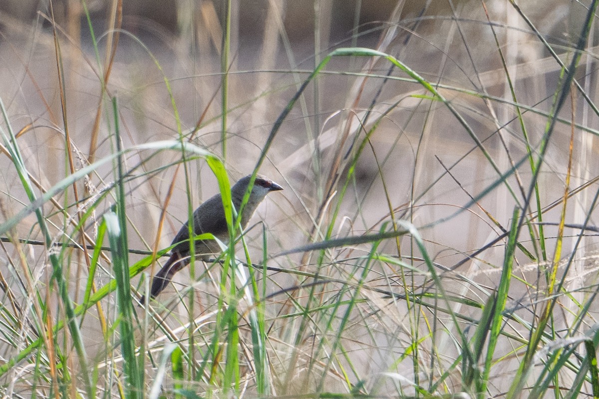 Crimson-rumped Waxbill - ML641536994