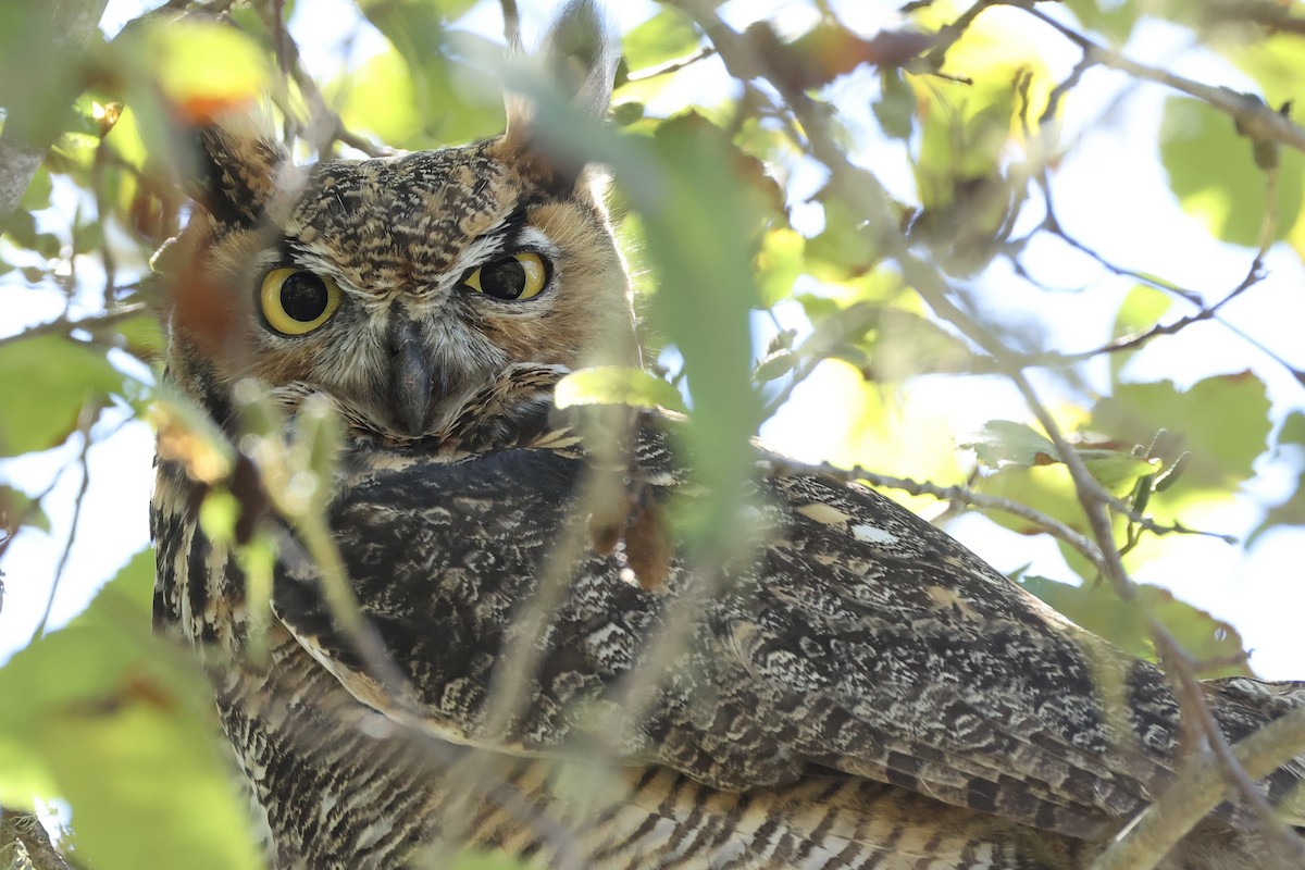 Great Horned Owl - ML641536996