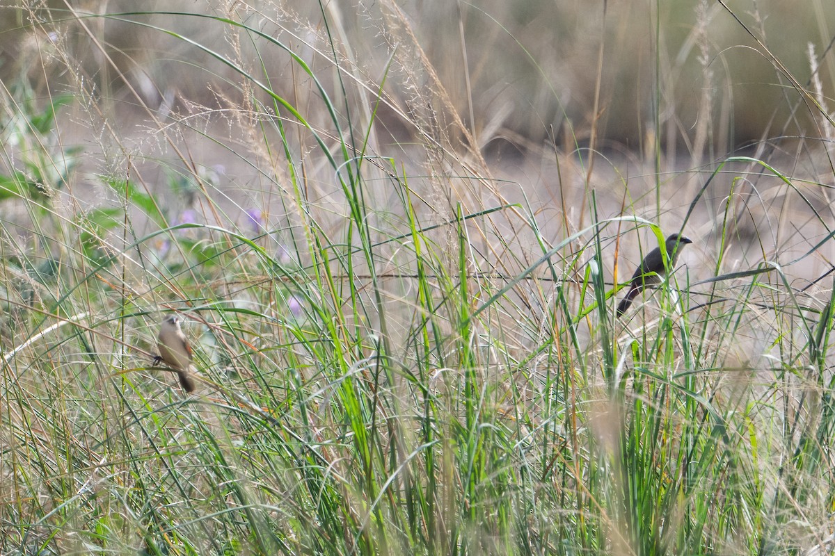 Crimson-rumped Waxbill - ML641536998