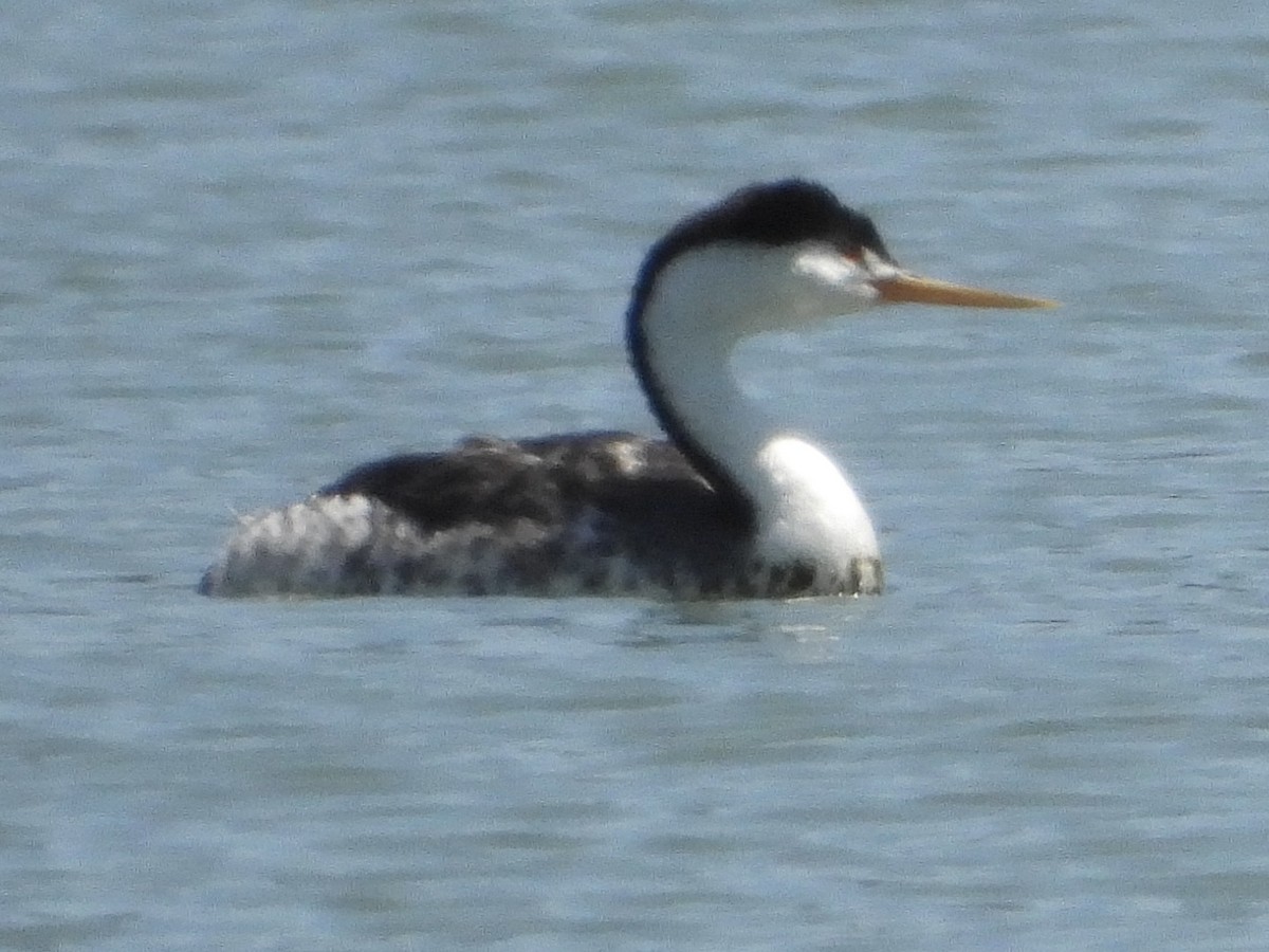 Clark's Grebe - ML641537017