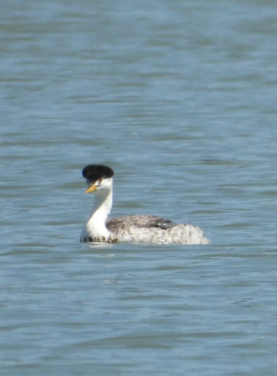 Clark's Grebe - ML641537018