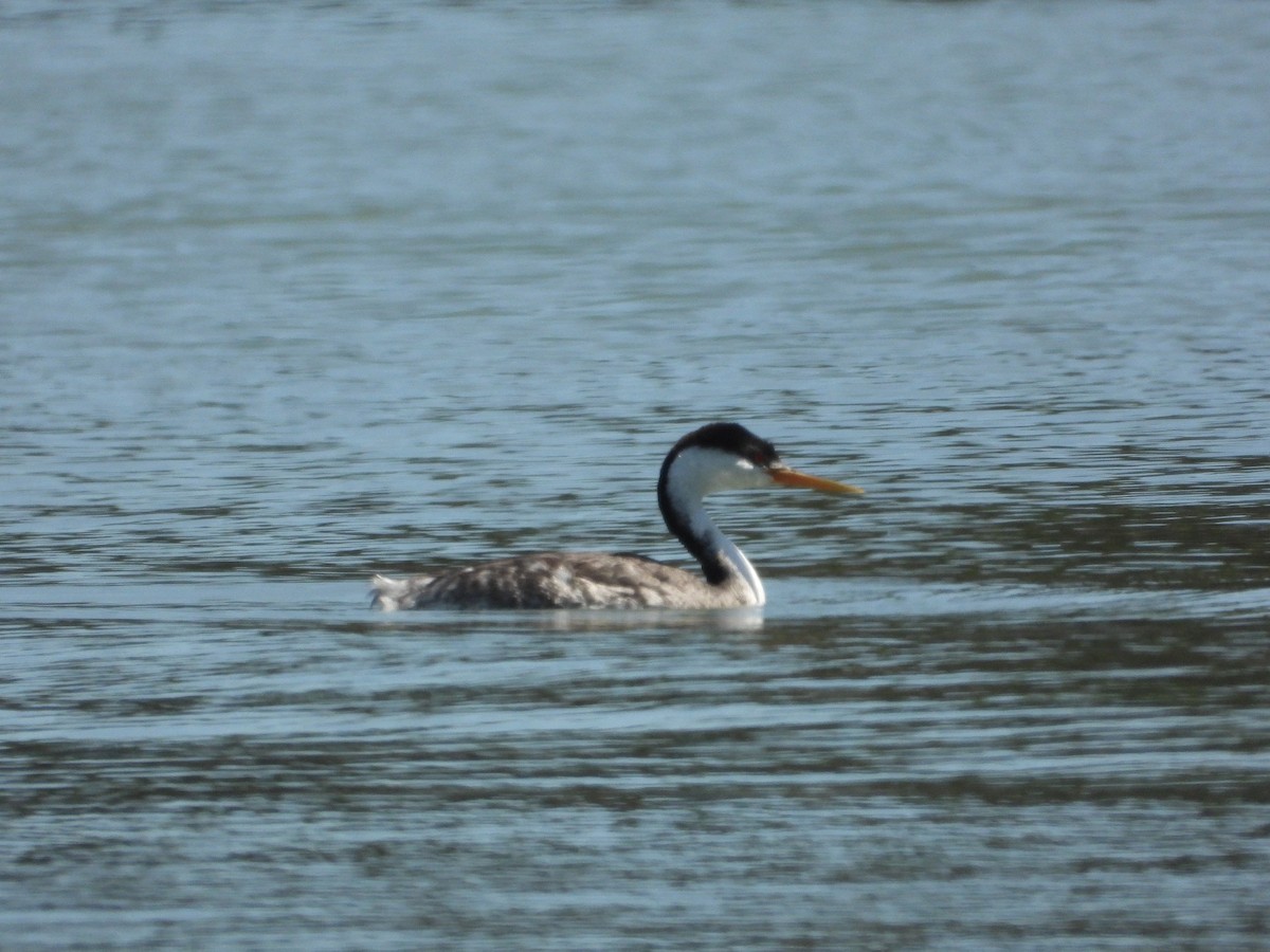 Clark's Grebe - ML641537019