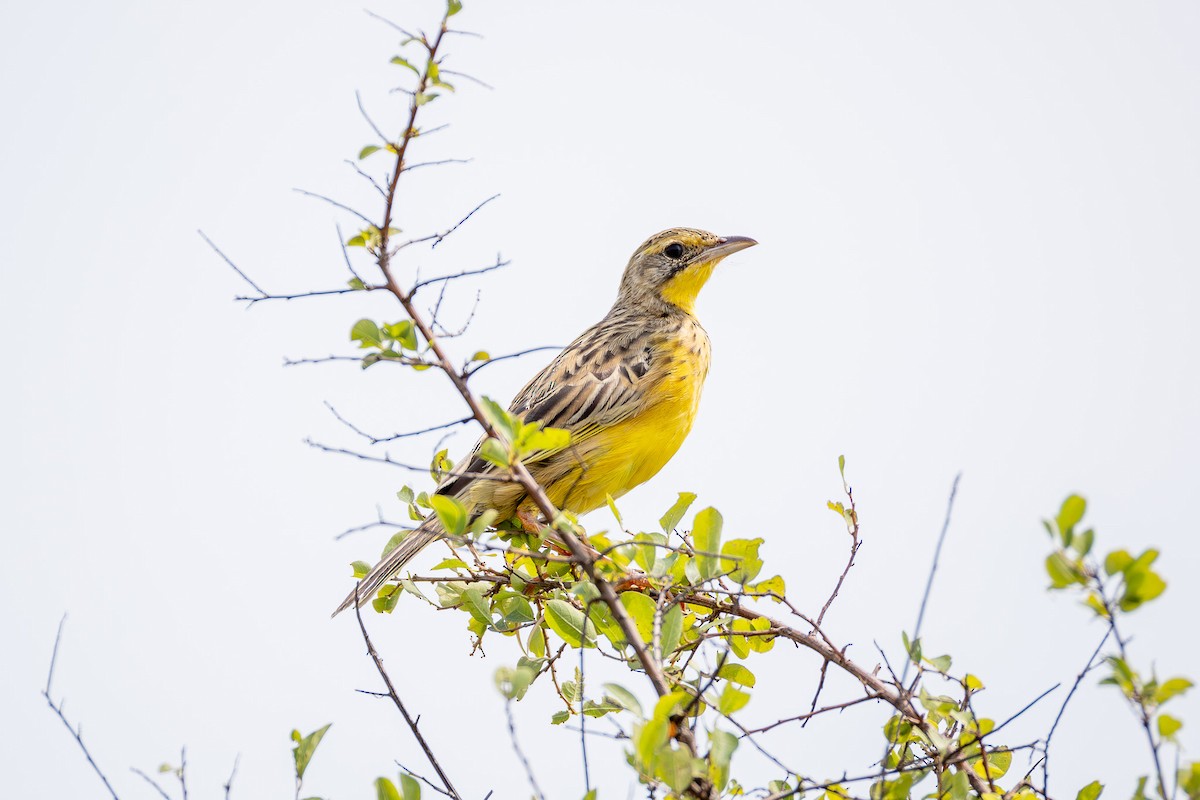 Yellow-throated Longclaw - ML641537035