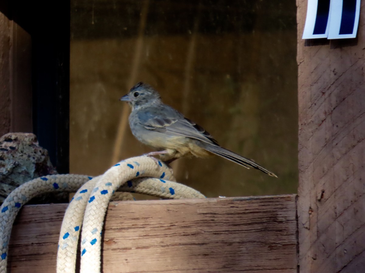 Canyon Towhee - ML641537046