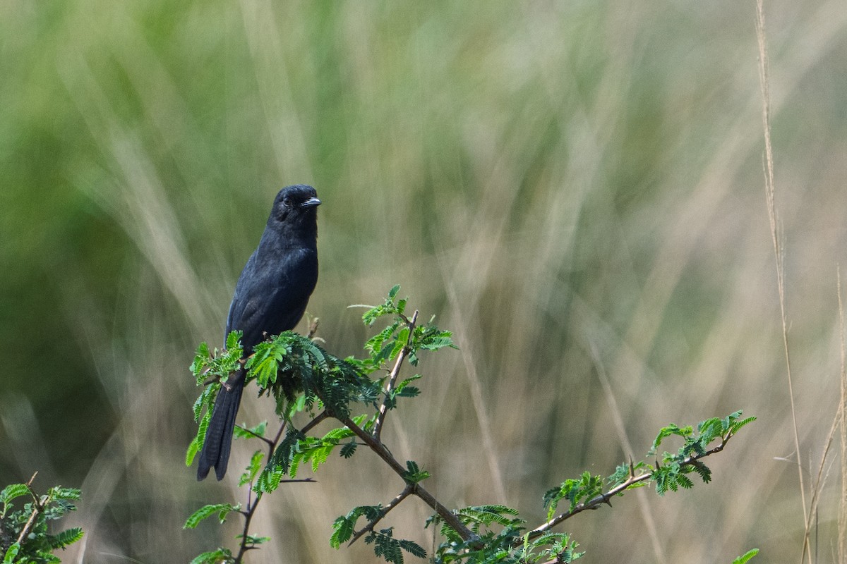 Northern Black-Flycatcher - ML641537054
