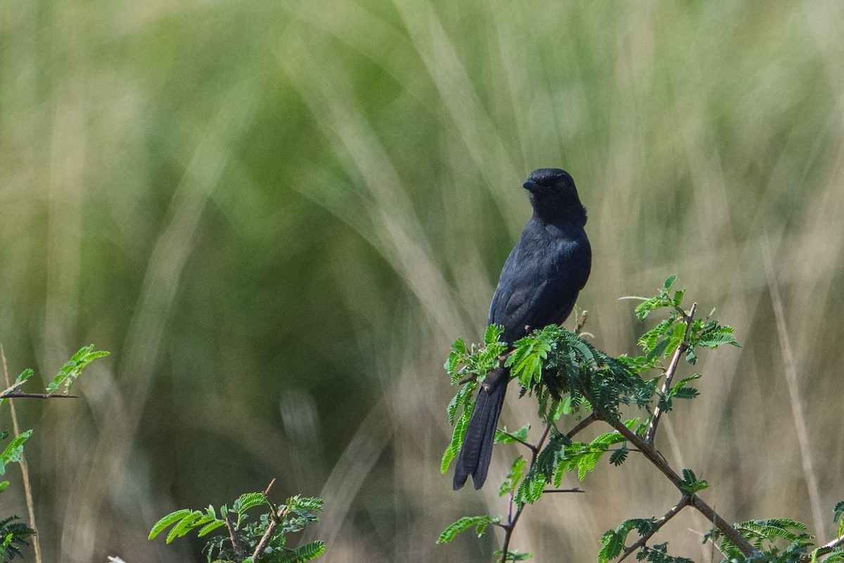 Northern Black-Flycatcher - ML641537058