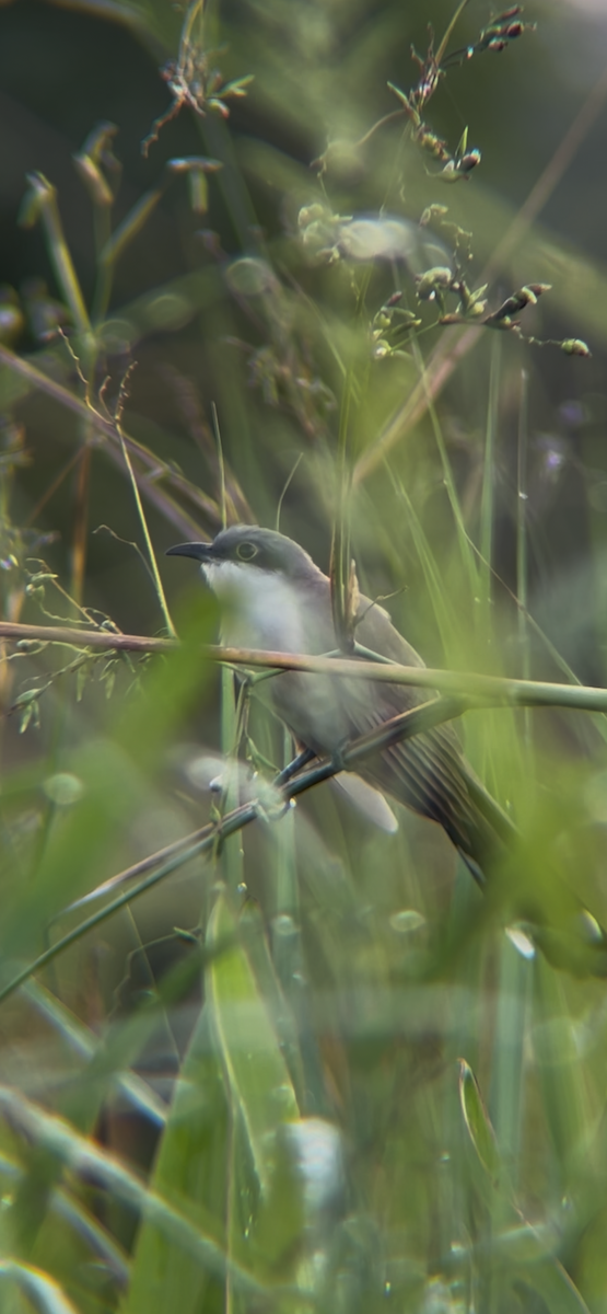 Dark-billed Cuckoo - ML641537060
