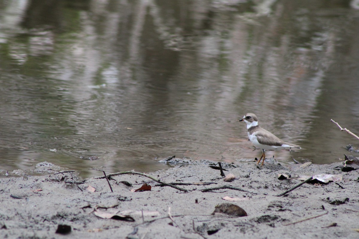 Semipalmated Plover - ML641537080