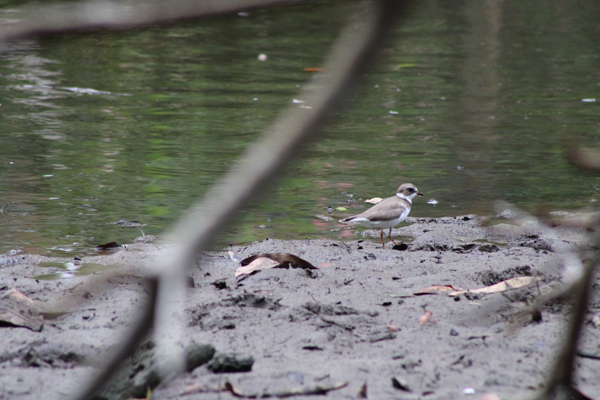 Semipalmated Plover - ML641537081