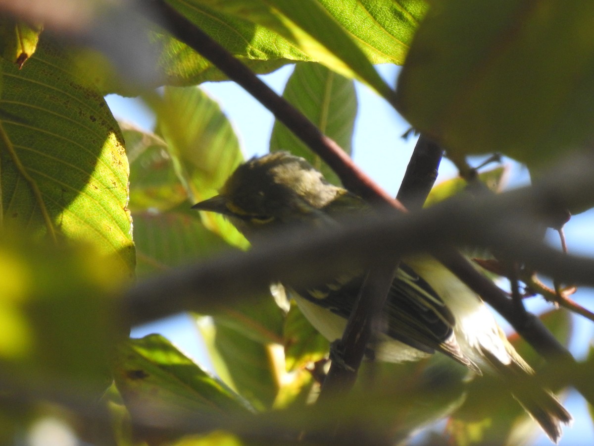 White-eyed Vireo - ML641537091