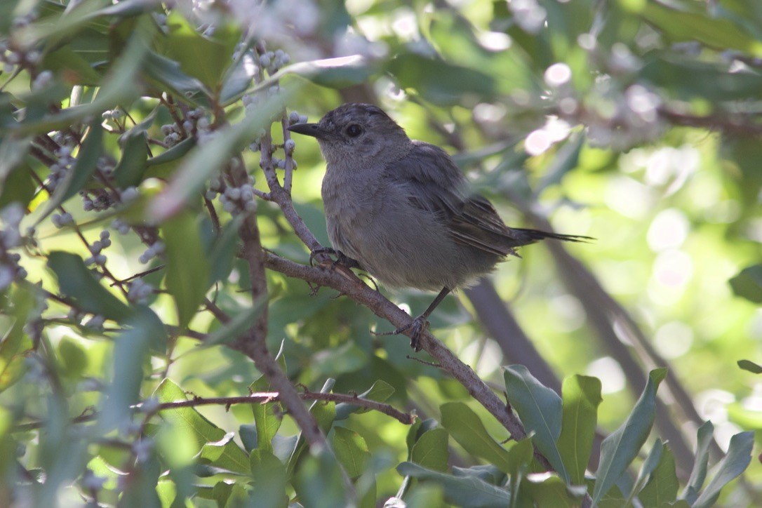 Gray Catbird - ML641537102