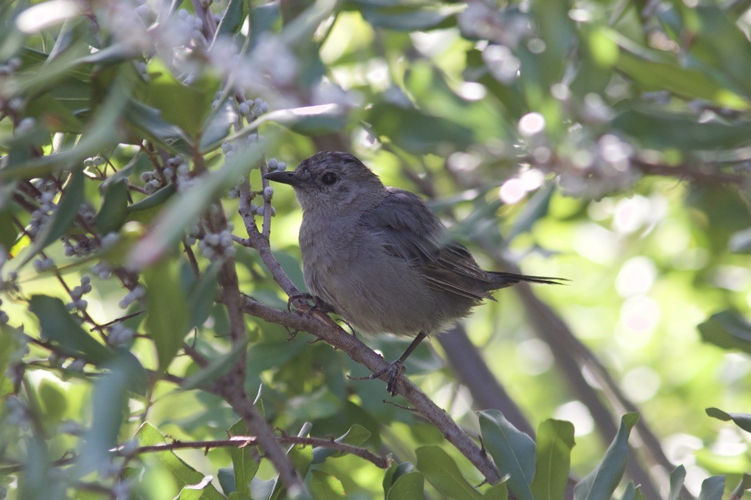 Gray Catbird - ML641537105