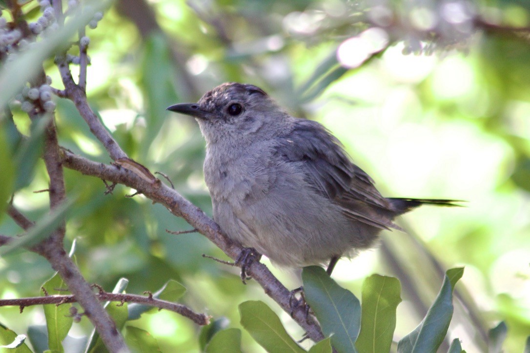 Gray Catbird - ML641537107