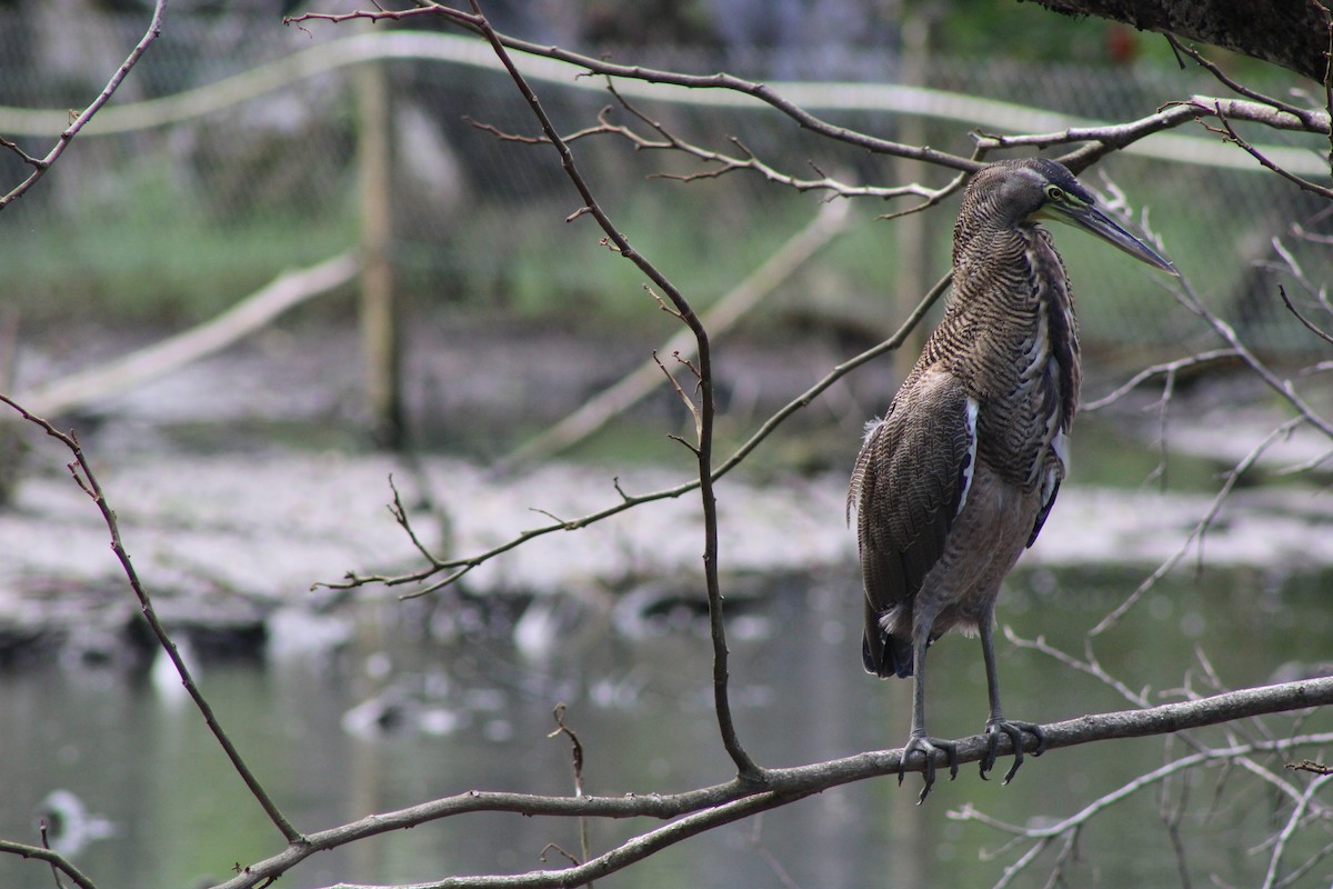 Bare-throated Tiger-Heron - ML641537108