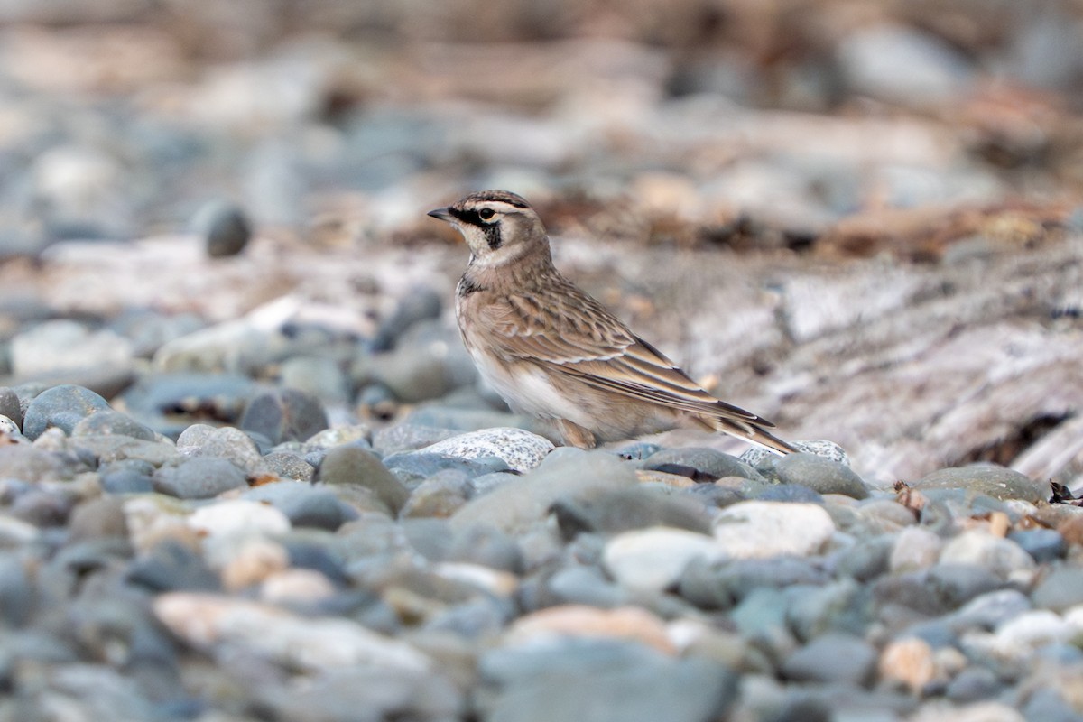 Horned Lark - ML641537111