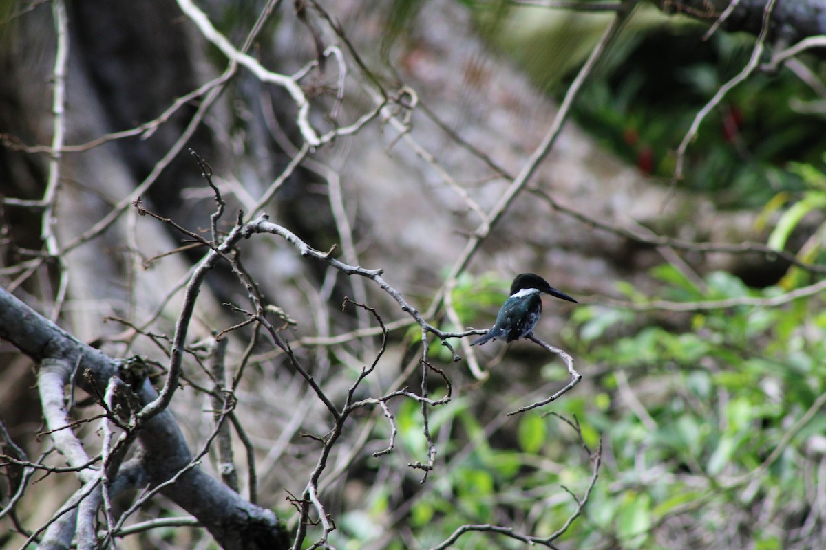 Green Kingfisher - ML641537123