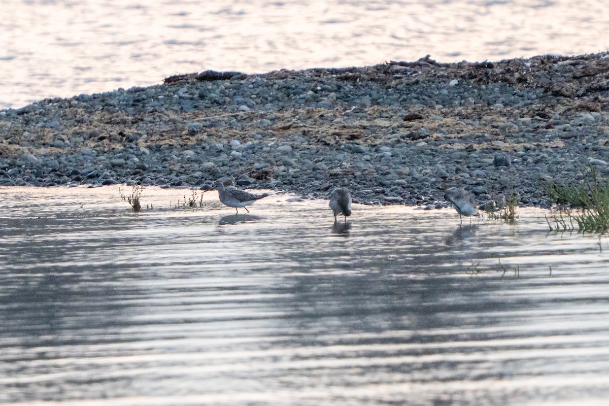 Greater Yellowlegs - ML641537125