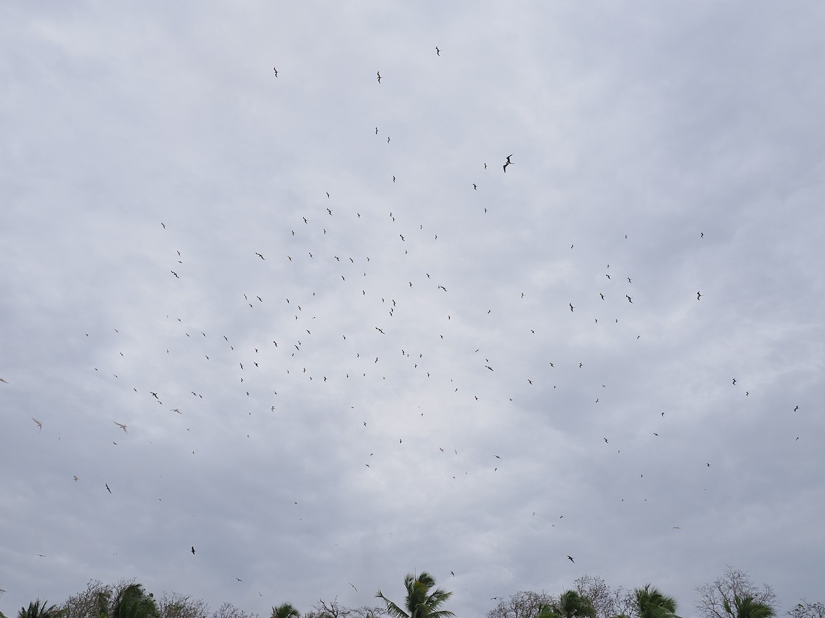 fregatka obecná - ML641537127