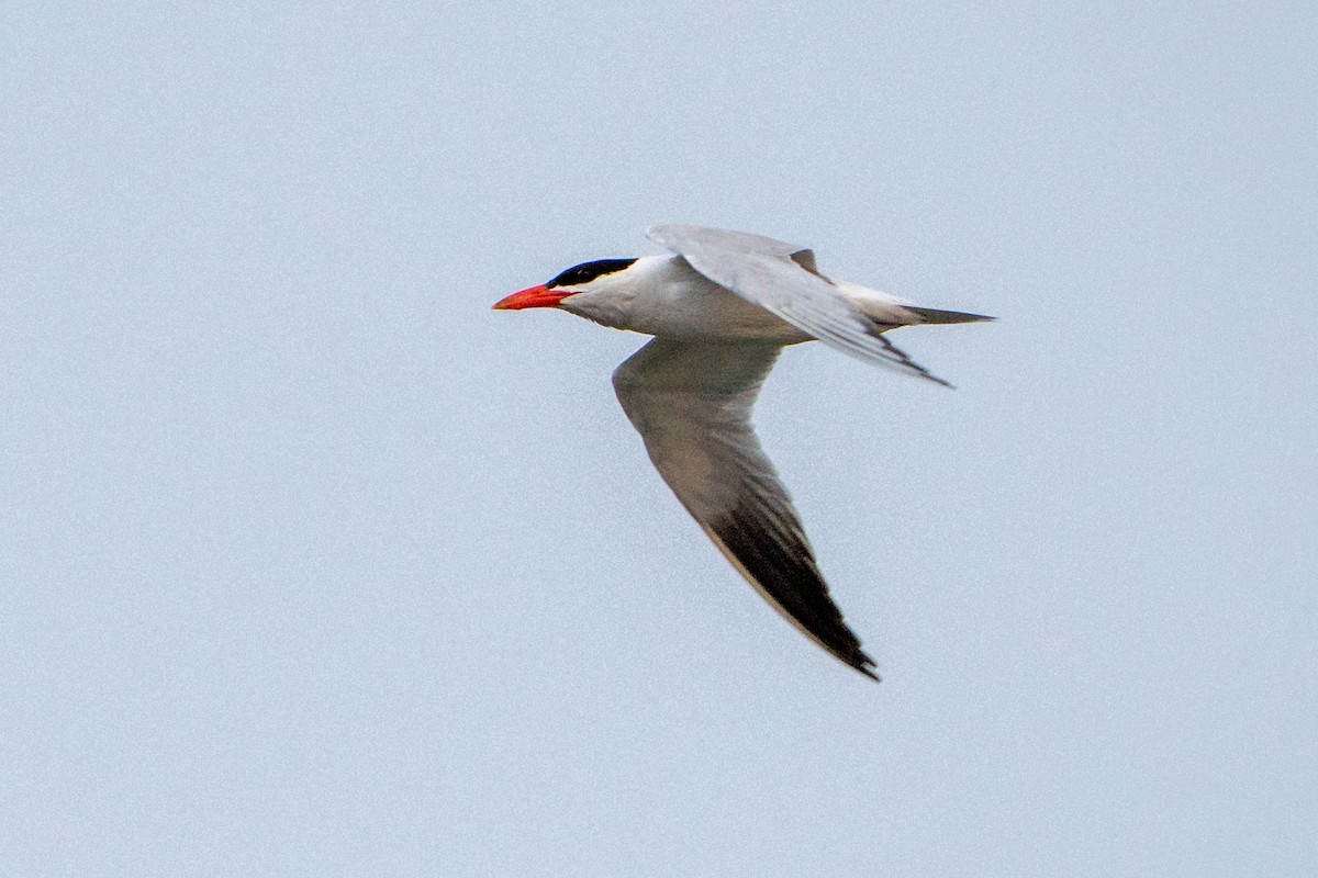 裏海燕鷗 - ML641537128