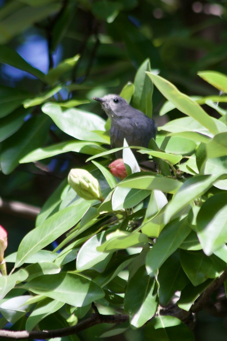 Gray Catbird - ML641537136