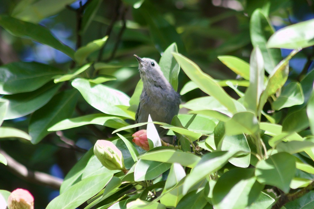 Gray Catbird - ML641537137