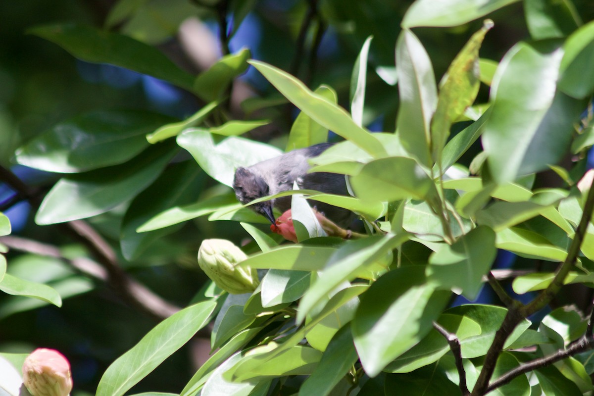 Gray Catbird - ML641537141