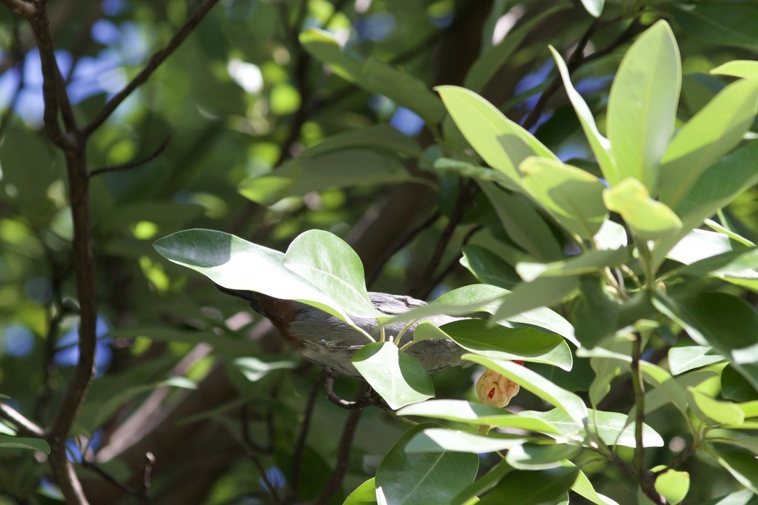 Gray Catbird - ML641537160