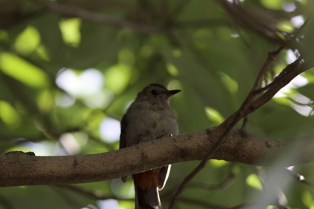Gray Catbird - ML641537162