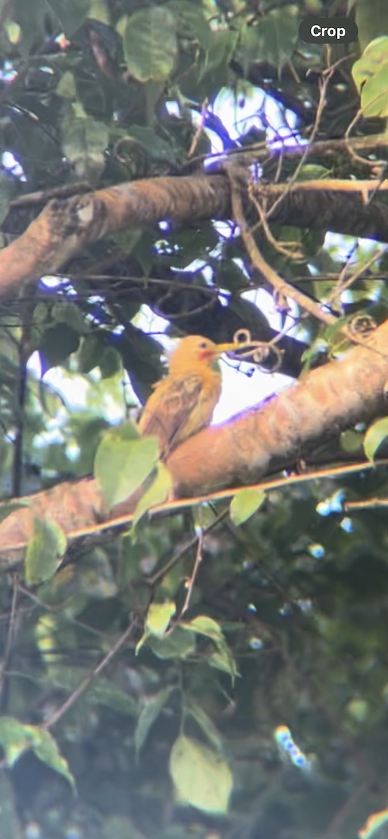 Cream-colored Woodpecker - ML641537184