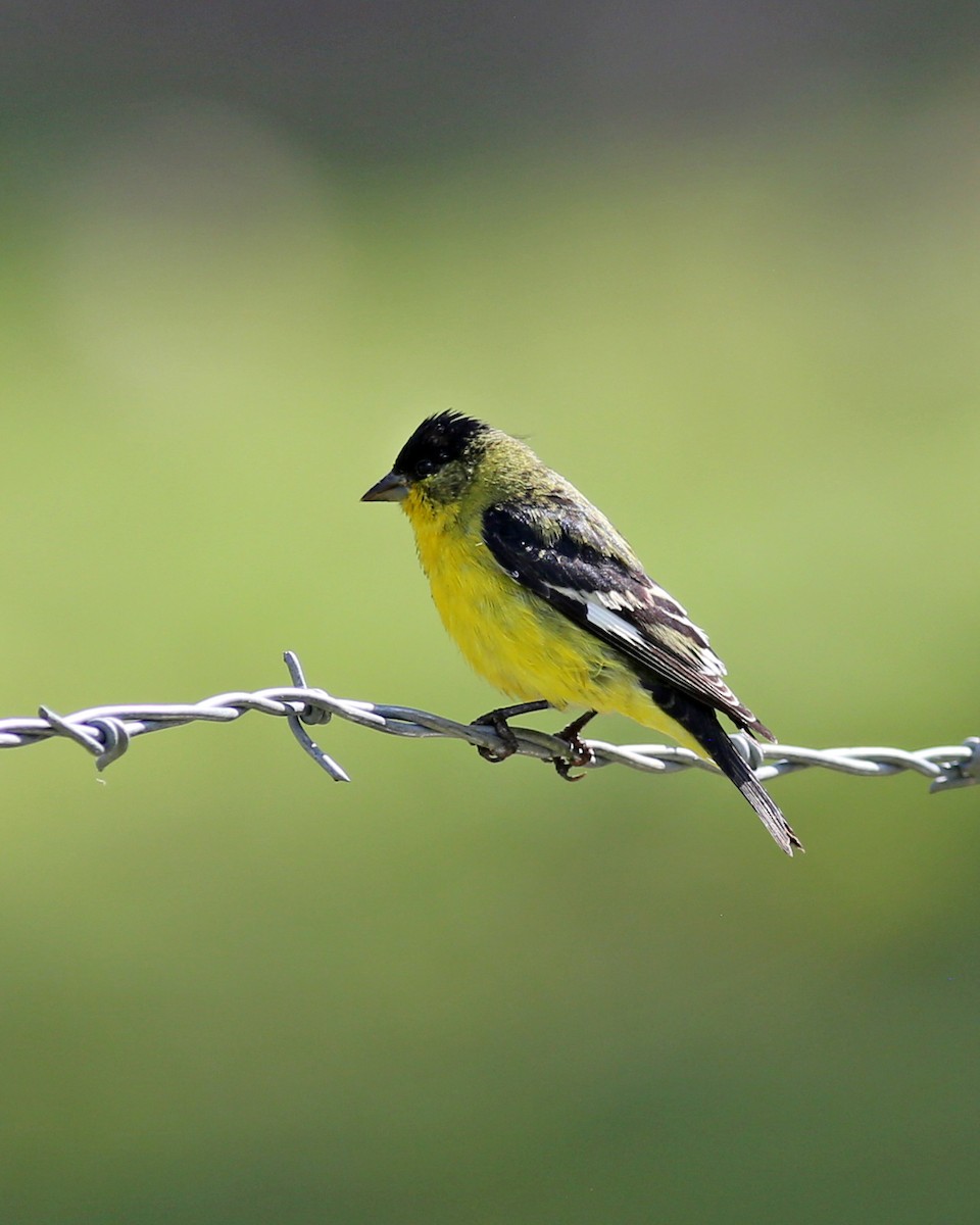 Lesser Goldfinch - ML641537187