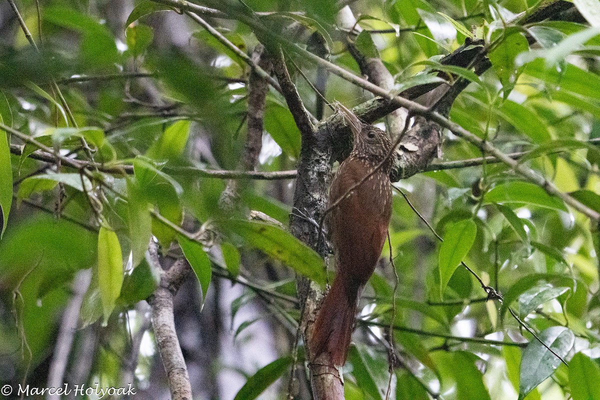 Кокоа смугастошиїй - ML641537196