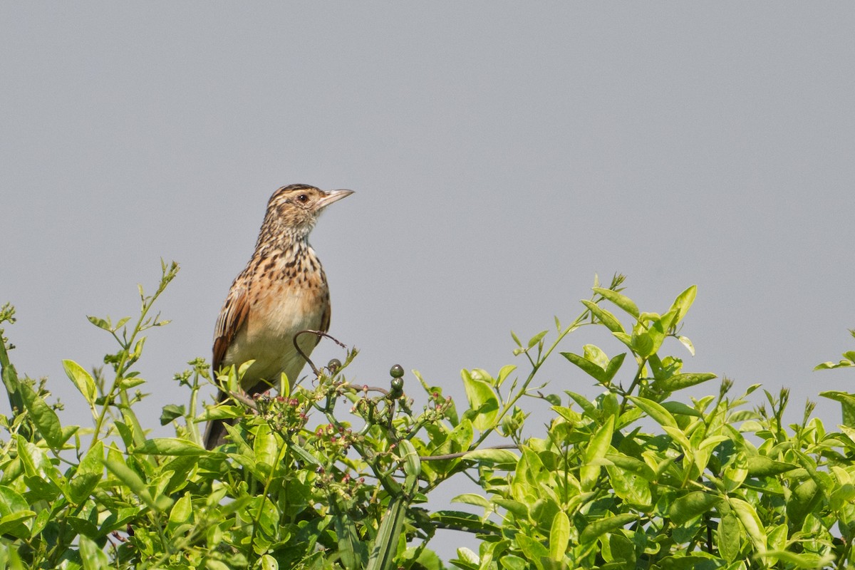 Rufous-naped Lark - ML641537198