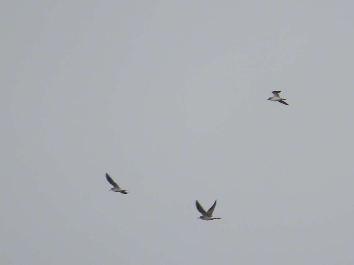 Lesser Yellowlegs - ML641537200