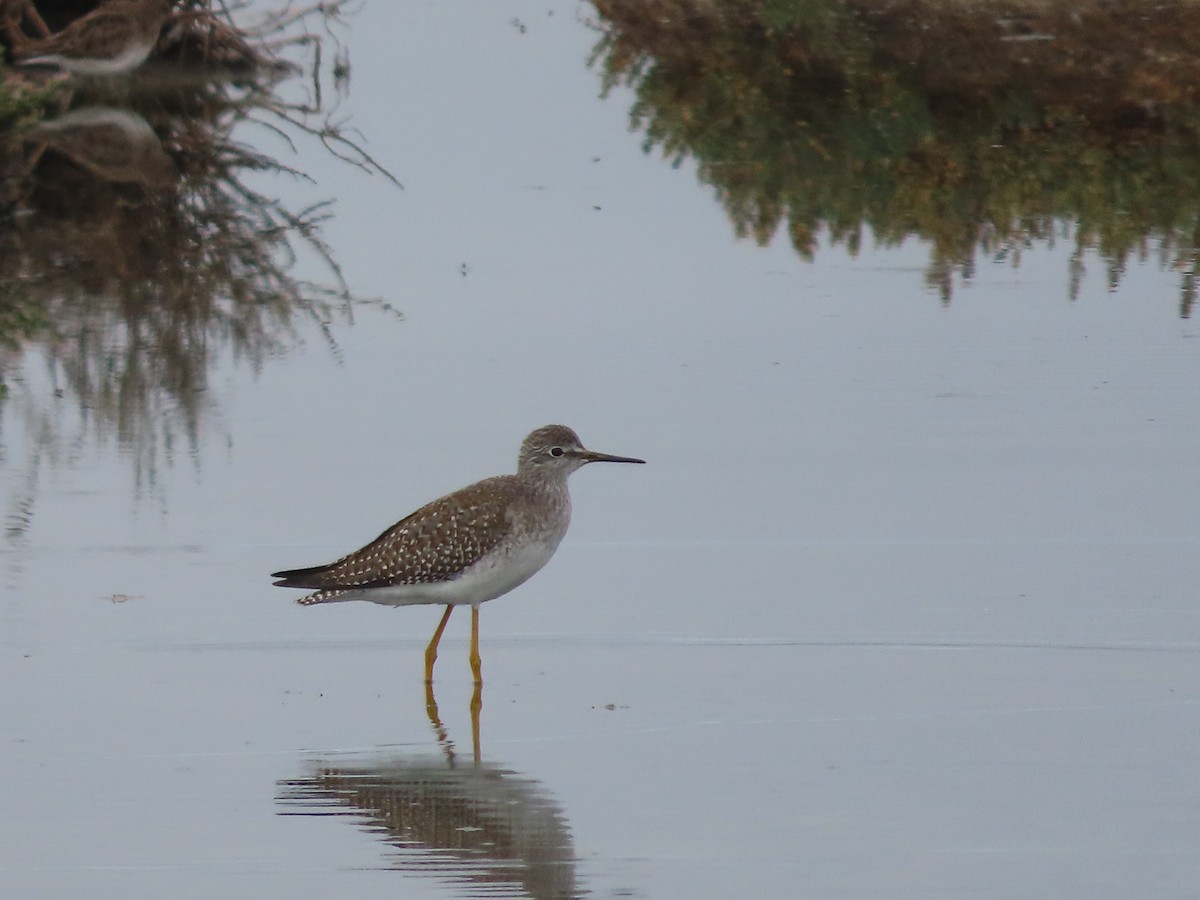 Lesser Yellowlegs - ML641537201
