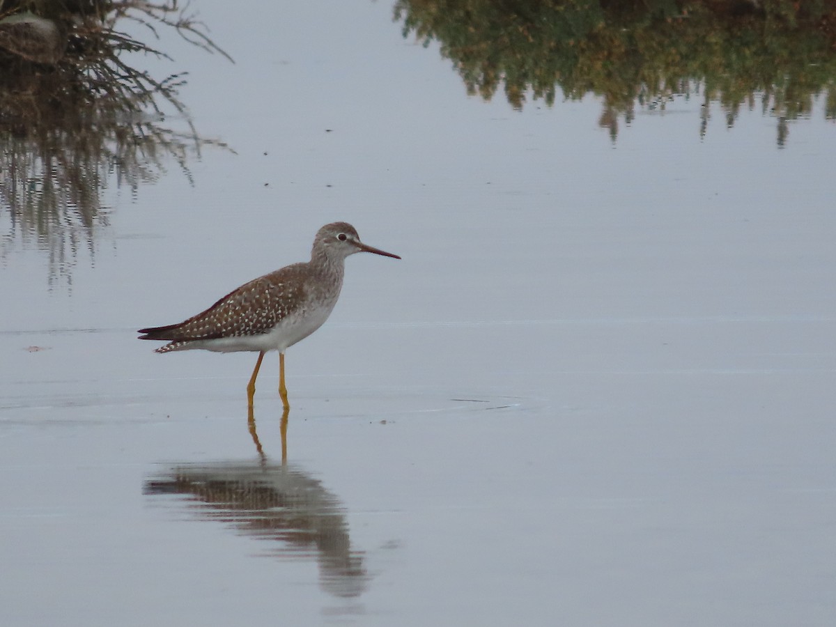 Lesser Yellowlegs - ML641537202