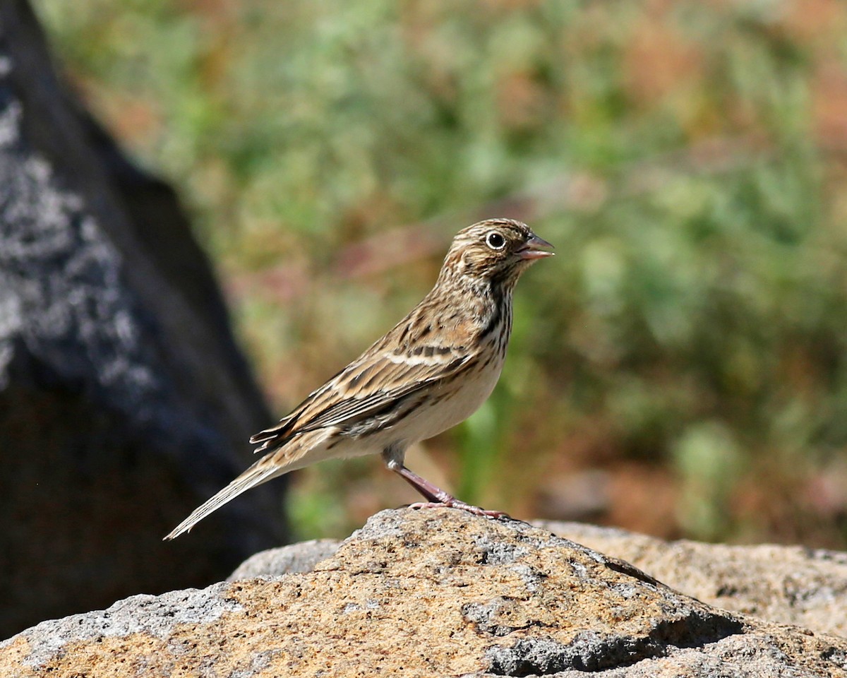 Vesper Sparrow - ML641537205