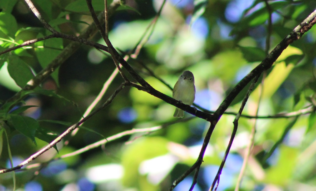 Lesser Greenlet - ML641537231