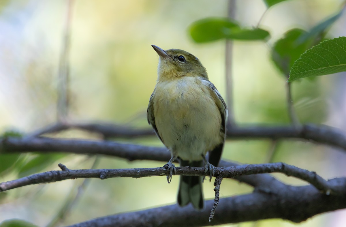 Bay-breasted Warbler - ML641537249