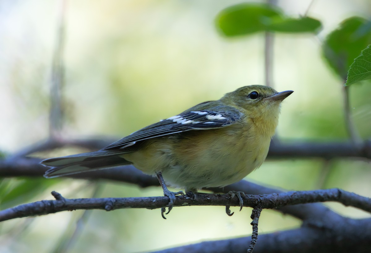 Bay-breasted Warbler - ML641537250