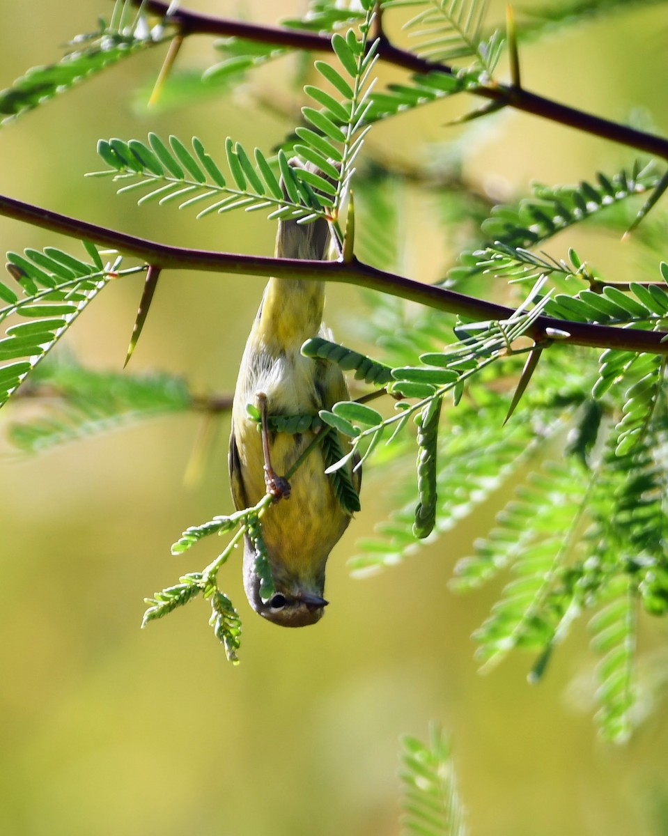 Orange-crowned Warbler - ML641537283